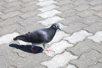 pigeon on the ground