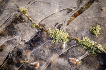 islandic lichen branch in ice