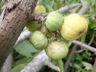 Ficus racemosa bears fruit on a tree branch in the garden. Ficus racemosa, the cluster fig, red river fig or gular, is a species of plant in the family Moraceae.
