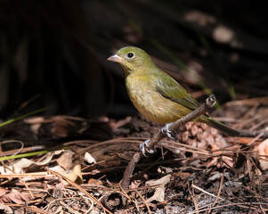 Painted Bunting on a tree branch