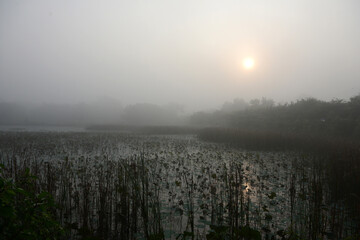 A view of the lotus pond under the early morning fog at Lumbini, Nepal - Birthplace of Buddha .
