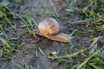 snail on a leaf