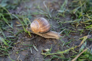snail on a leaf