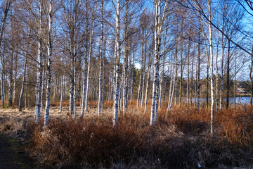 Fototapeta premium White birch tree forest beside lake in Ingatorp Sweden