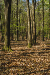 Landscapes of the forest in the National Park of Nehterlands