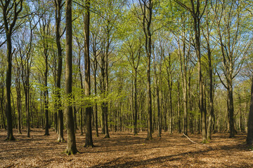 Landscapes of the forest in the National Park of Nehterlands