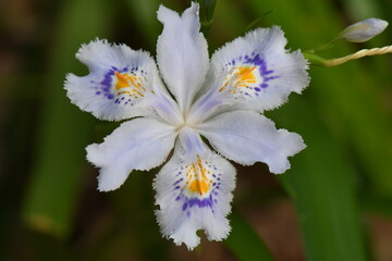 シャガの花のクローズアップ