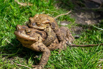 mating toads in spring, a pair of male and female toads on the grass
