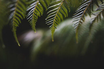 fern frond with rain drops on its leaves, at extremely shallow depth of field