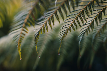 fern frond with rain drops on its leaves, at extremely shallow depth of field