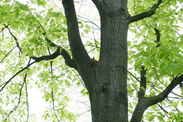 tree