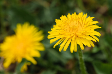 Yellow dandelion close up photographed in early spring.