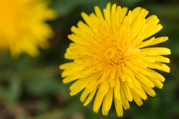 Yellow dandelion close up photographed in early spring.