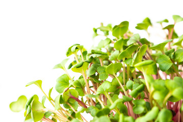 Vegetable greens of pink radish, useful microgreen close-up on a white background, organic food
