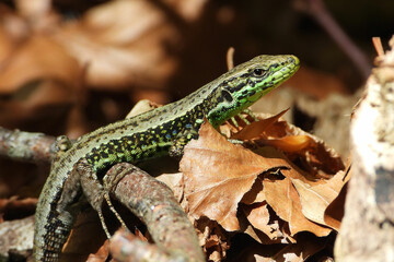 Iberian rock lizard is endemic to Portugal and Spain