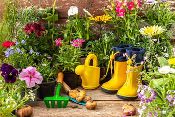 Spring work in the garden, planting decorative flowers, different types of spring and summer...