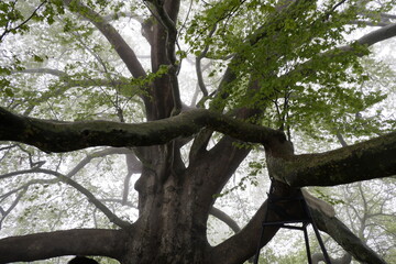 Fototapeta premium tree