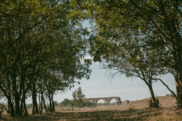 tree in the countryside