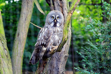 The lovely owl