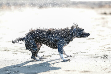 濡れた体をぶるぶるする犬