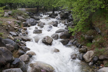 Fototapeta premium tree