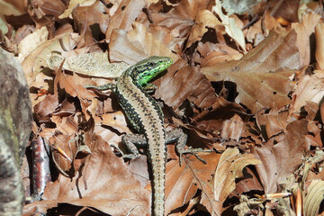 Iberian rock lizard sunbathing on the ground of the beech forest