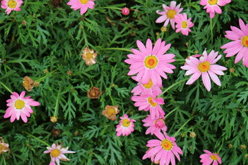 Lots of pink flowers on the grass