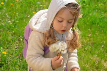 A 3-year-old girl plays with dandelions on a spring sunny day