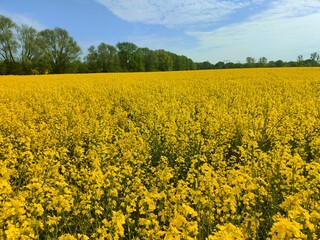 Obraz premium Rapsfeld