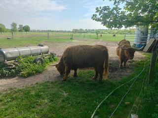 Highland Cattle Rind