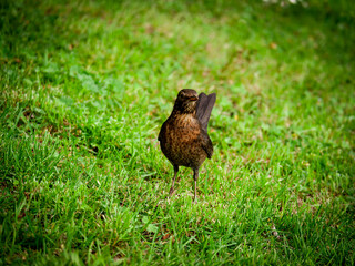 Bird stands proudly in a meadow
