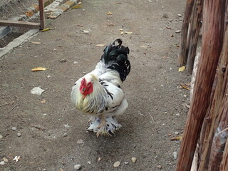 Cute.. Brahma chicken in the chicken coop. The Brahma is an American breed of chicken. It was...