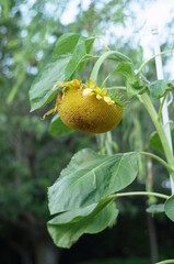 枯れたひまわり