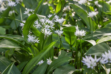 Thickets of wild garlic in the spring forest, natural outdoor background