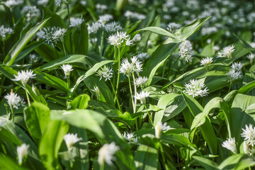 Thickets of wild garlic in the spring forest, naturaloutdoor background