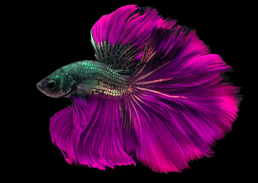Purple betta best sale fish
