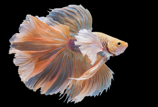 recommend clip art: Beautiful movement of yellow betta fish, yellow Siamese fighting fish, Betta splendens on black background, Studio shot.