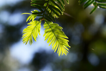 新緑　中国イチイ属