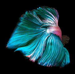 Beautiful movement of Blue silver betta, Fancy Halfmoon Betta, The moving moment beautiful of green blue Siamese Fighting fish, Betta splendens, Rhythmic of Betta fish isolated on black background.