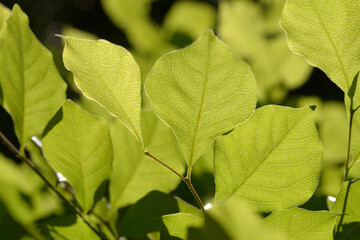 新緑　若葉
