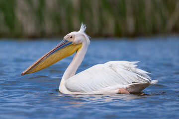 Pelican bird closeup swimming on water