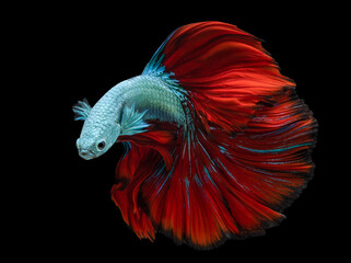 Beautiful movement of blue red Betta fish, Siamese fighting fish, Betta splendens isolated on black background.