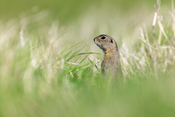 European ground squirrel souslik Spermophilus citellus in the grass