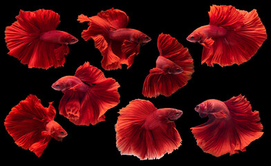 Set of beautiful eight betta fish, Collection movement of red Betta,  Siamese fighting fish, Halfmoon betta (Rosetail), Rhythmic of betta splendens isolated on black background.