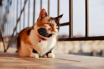 Tricolor cat basks in the last rays of the sun at sunset on the balcony.