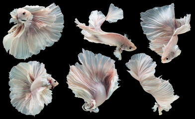 Set of beautiful six betta fish, Collection movement of white Betta, Siamese fighting fish, Cupang, Halfmoon betta (Rosetail), Rhythmic of betta splendens isolated on black background.