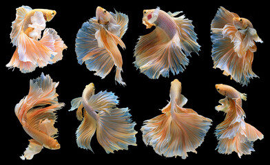 Set of beautiful eight betta fish, Collection movement of yellow Betta,  Siamese fighting fish,...