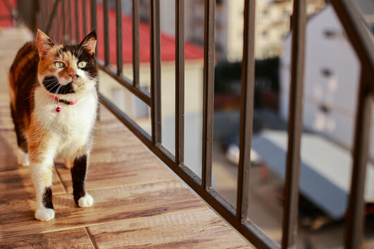 Tricolor cat with a character walks on the balcony next to the dried linen flying birds.
