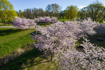 Aerial view of beautiful cherry blossoms in park. Drone photo of sakura trees in blooming pink flowers in spring in picturesque garden. Branches of the tree over sunny blue sky. Floral pattern