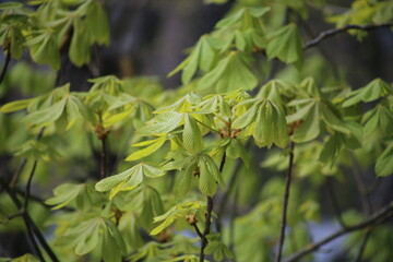 green to pour on a tree in spring